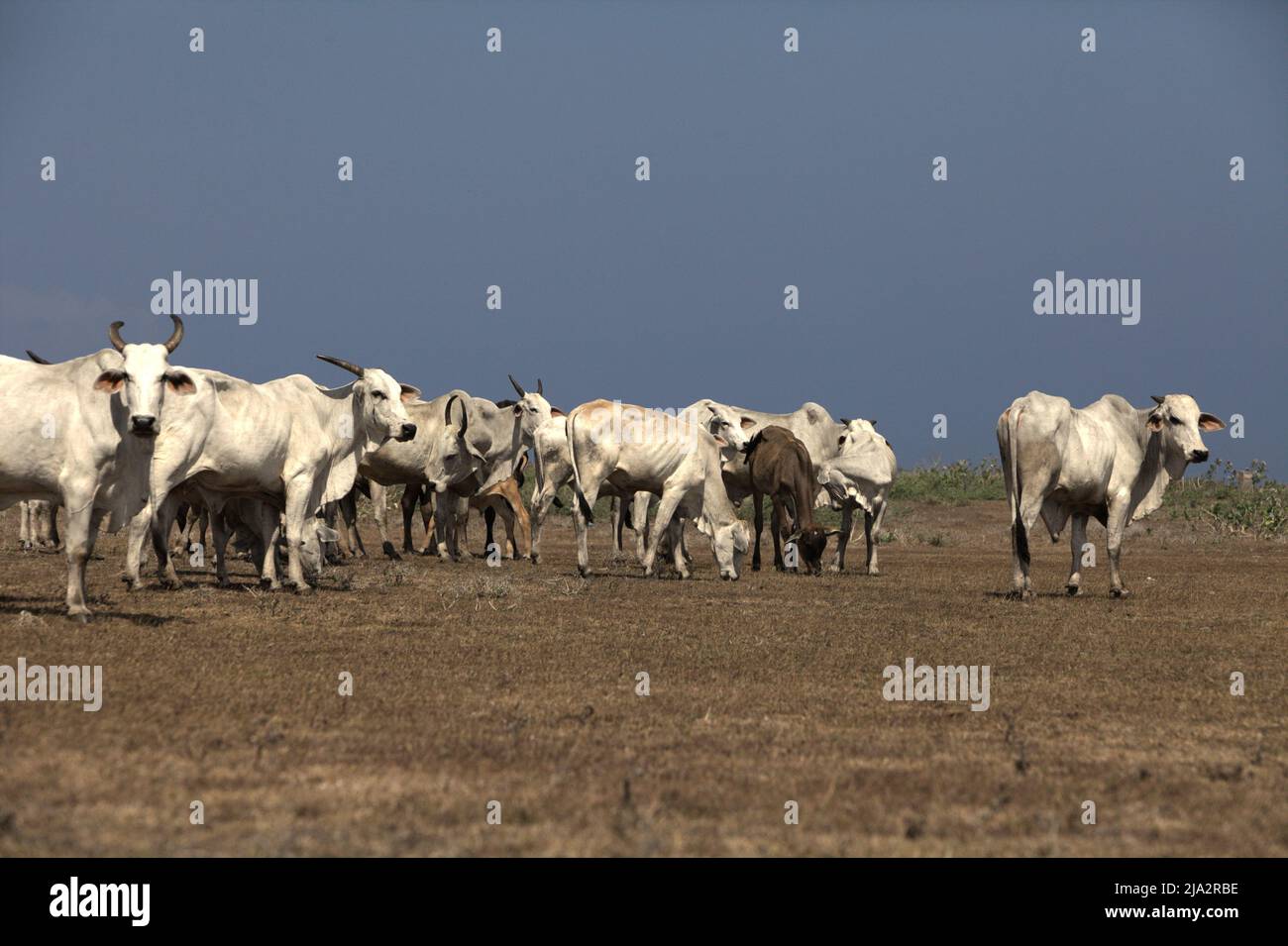 Un allevamento di bovini su una prateria costiera durante la stagione secca a Tosi, Pero Batang, Kodi, Sumba sudoccidentale, Nusa Tenggara orientale, Indonesia. Foto Stock Un allevamento di bovini su una prateria costiera durante la stagione secca a Tosi, Pero Batang, Kodi, Sumba sudoccidentale, Nusa Tenggara orientale, Indonesia. Foto Stock