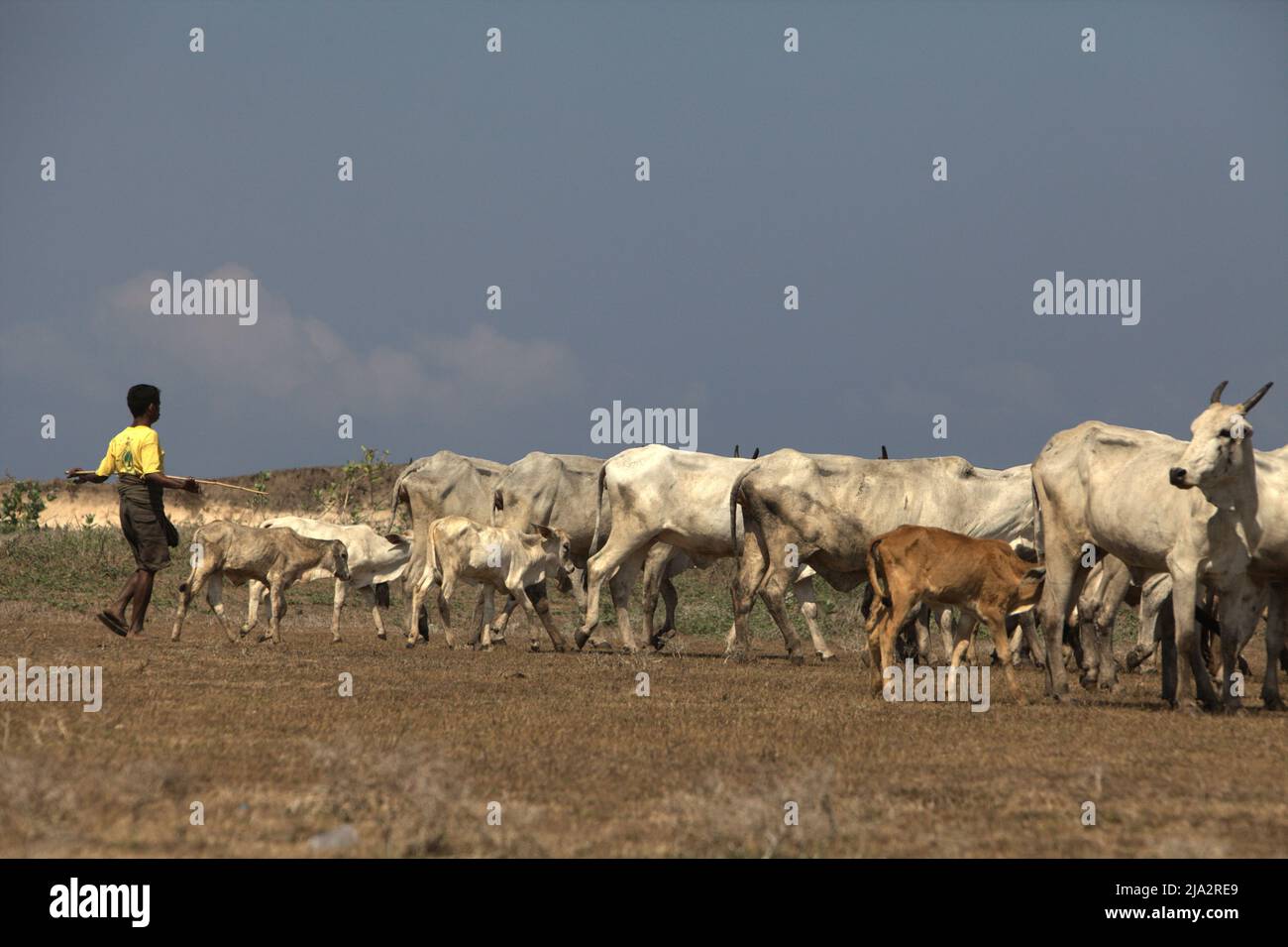 Un pastore che allevia mandrie di bestiame su una prateria costiera durante la stagione secca a Tosi, Pero Batang, Kodi, Sumba sudoccidentale, Nusa Tenggara orientale, Indonesia. Foto Stock Un pastore che allevia mandrie di bestiame su una prateria costiera durante la stagione secca a Tosi, Pero Batang, Kodi, Sumba sudoccidentale, Nusa Tenggara orientale, Indonesia. Foto Stock