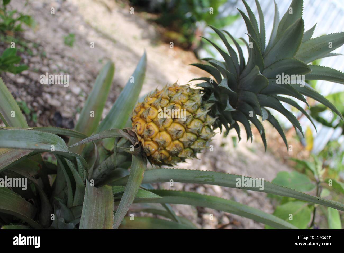 Un piccolo ananas re che cresce in un giardino nel cortile di Port Moresby, Papua Nuova Guinea. Un re ananas ha spine, mentre una regina ananas non Foto Stock