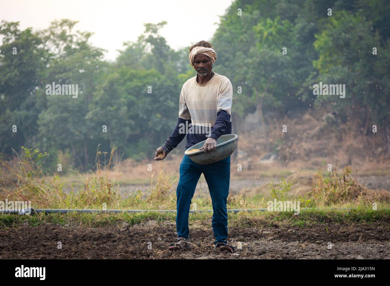 TIKAMGARH, MADHYA PRADESH, INDIA - 14 MAGGIO 2022: Coltivatore che sparge semi di grano con le mani nel campo. Foto Stock