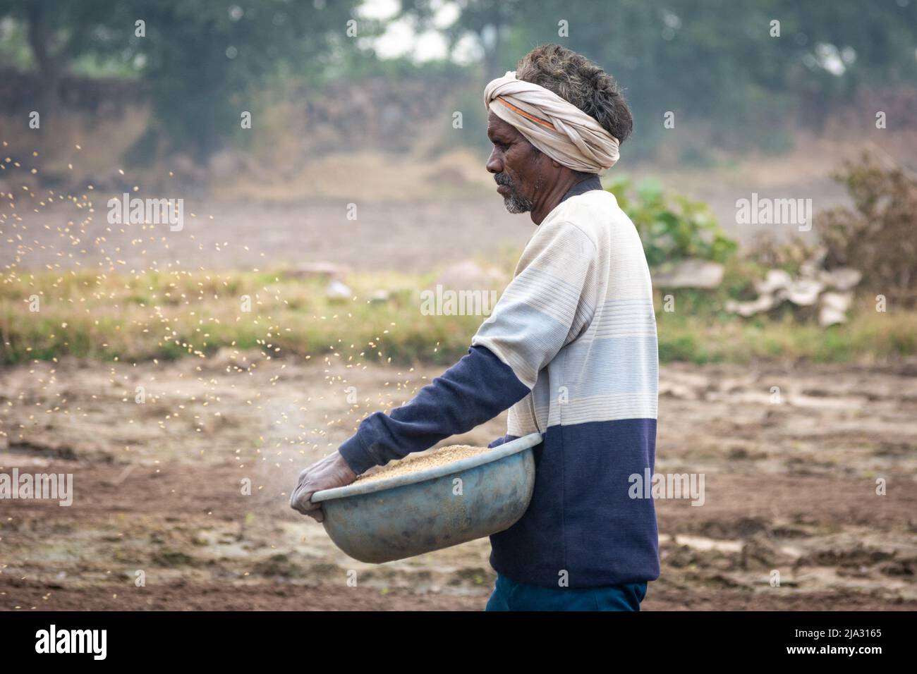 TIKAMGARH, MADHYA PRADESH, INDIA - 14 MAGGIO 2022: Coltivatore che sparge semi di grano con le mani nel campo. Foto Stock