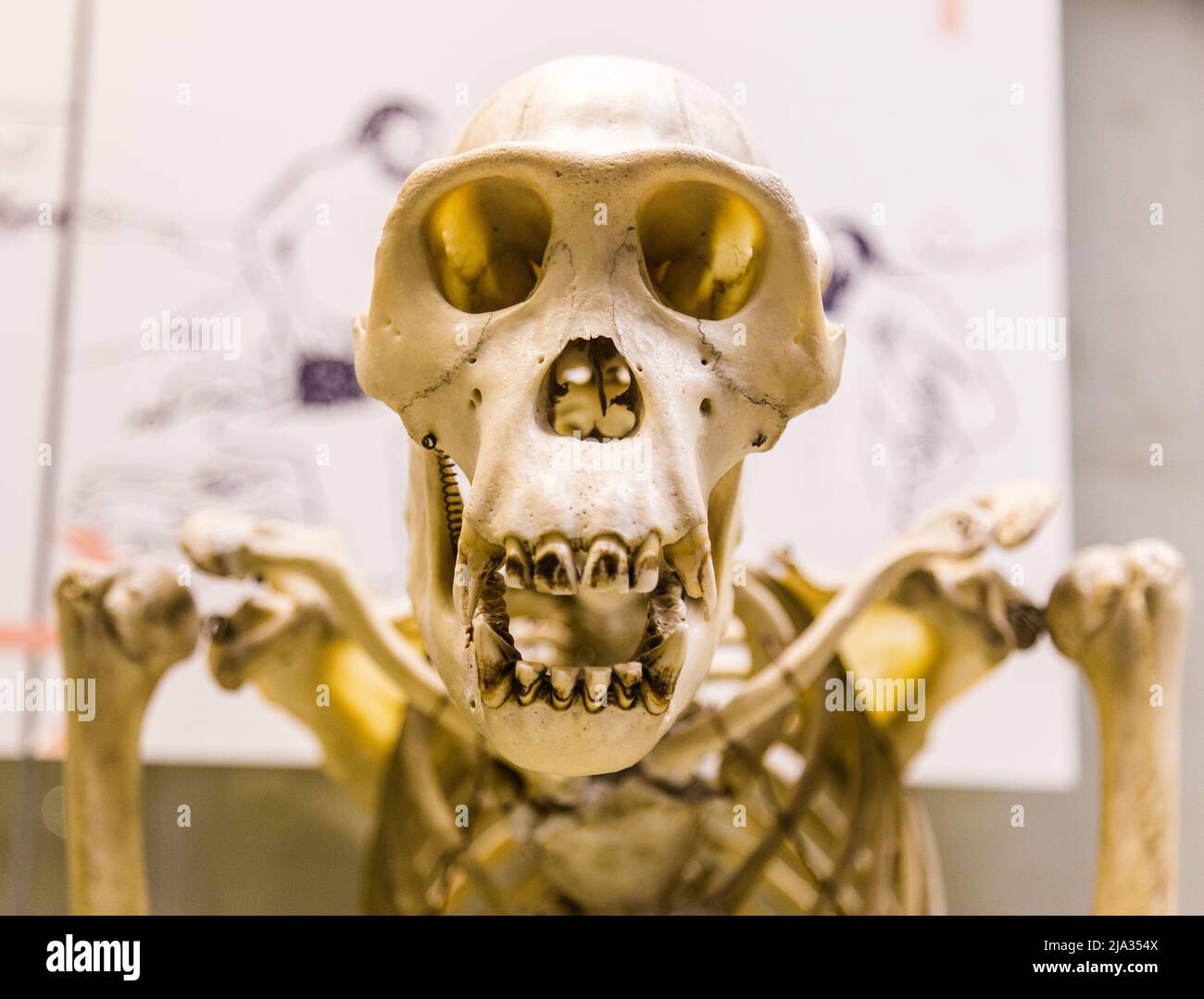 Scheletro di scimmia per l'educazione all'anatomia. Foto Stock