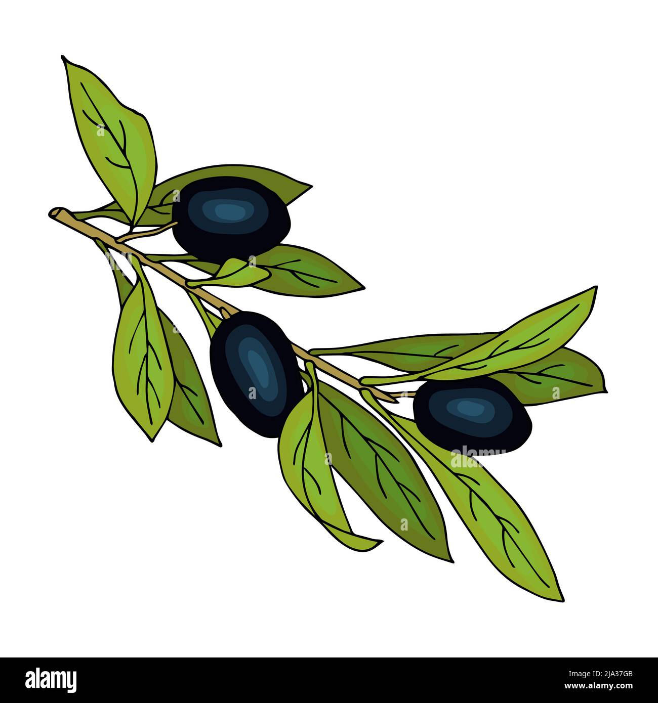 Rametto di olive barbatella disegnata a mano. Imitazione dell'acquerello, isolato, sfondo bianco. Illustrazione vettoriale Illustrazione Vettoriale