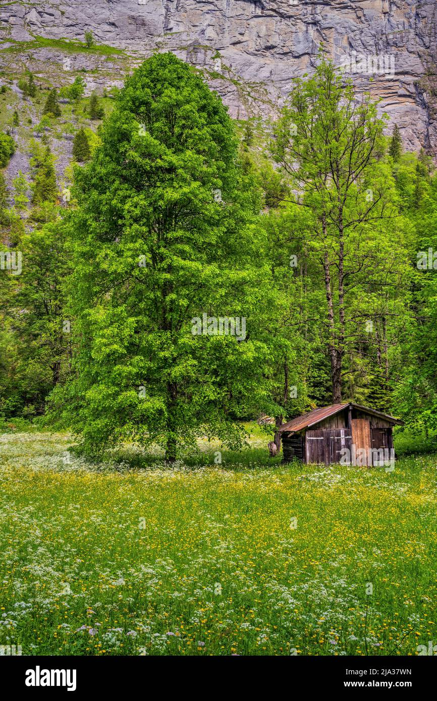 Paesaggio montano estivo panoramico, Lauterbrunnen, Canton Berna, Svizzera Foto Stock