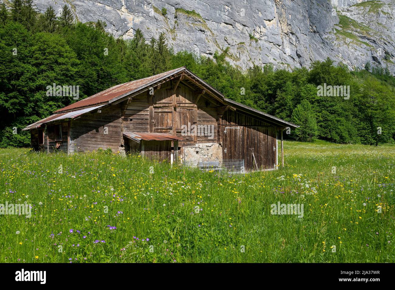 Paesaggio montano estivo panoramico, Lauterbrunnen, Canton Berna, Svizzera Foto Stock