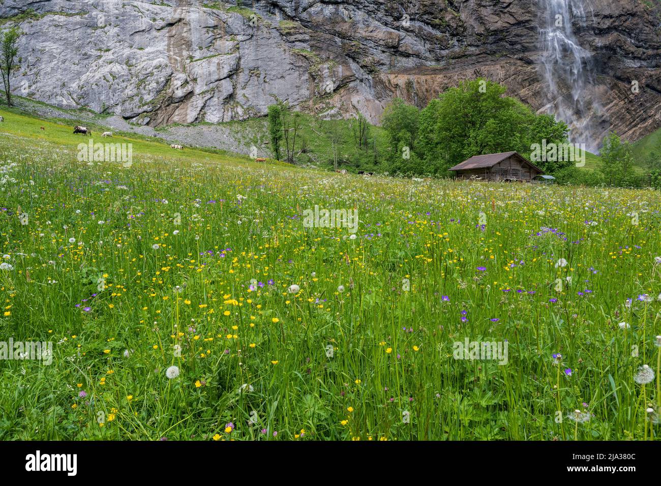 Cascata di Staubbach, Lauterbrunnen, Canton Berna, Svizzera Foto Stock