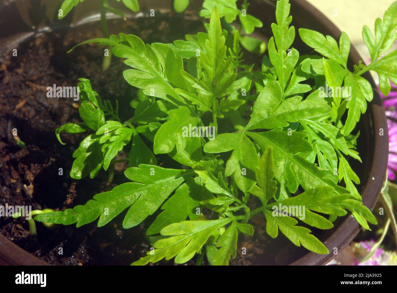Piante giovanili di Ginkgo biloba, comunemente noto come ginkgo o gingko anche noto come albero maidenhair Foto Stock