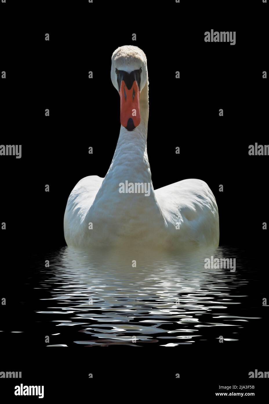 Cigno bianco isolato su una superficie nera. Foto Stock