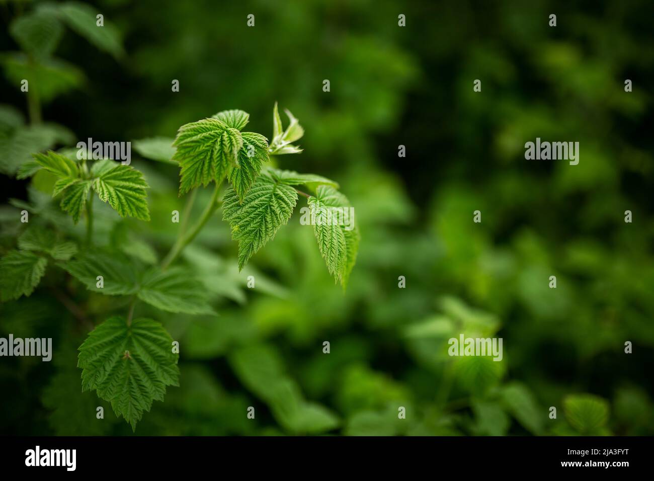 Foglie di lampone verde, orto, agricoltura, rurale, business sfondo sfocato Foto Stock