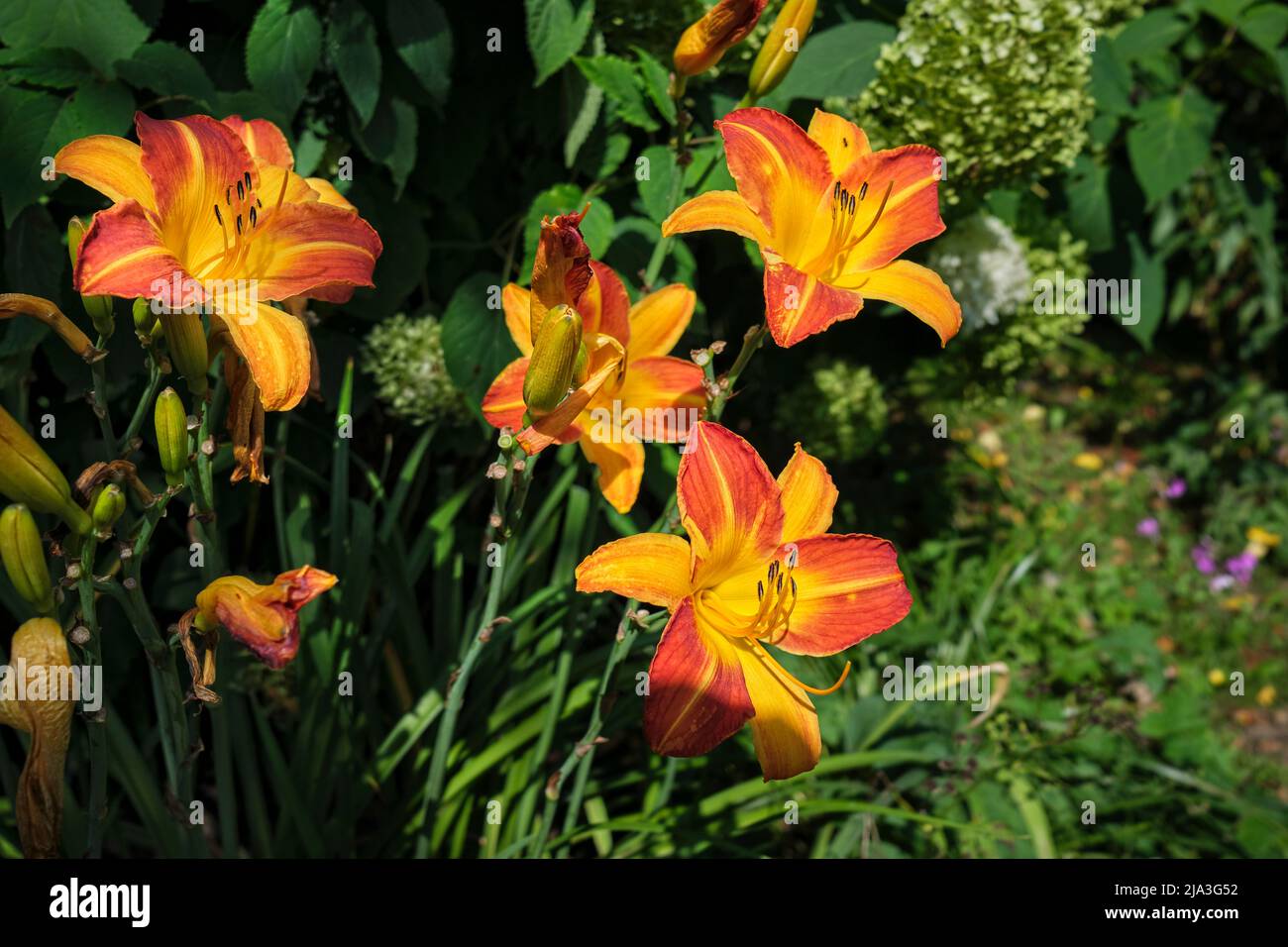 Arancio Giglio (Hemerocallis fulva) fioritura in un giardino. Foto Stock