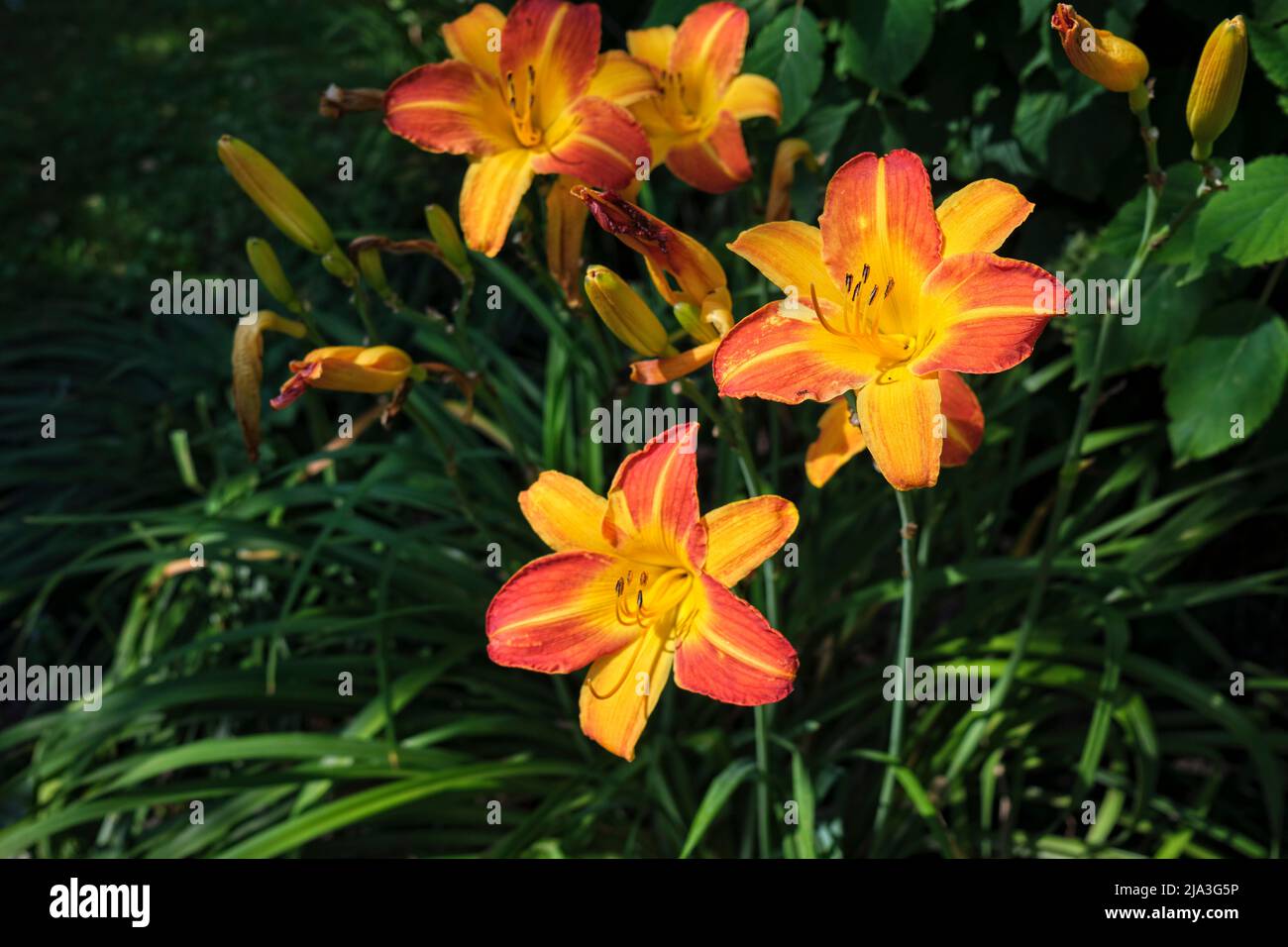 Arancio Giglio (Hemerocallis fulva) fioritura in un giardino. Foto Stock