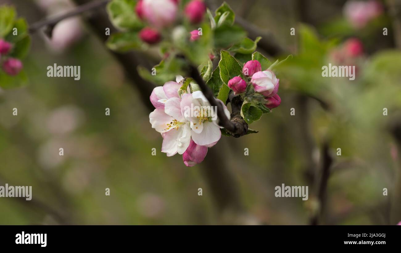 Bella mela bianca e rosa fiore, inizio primavera Foto Stock