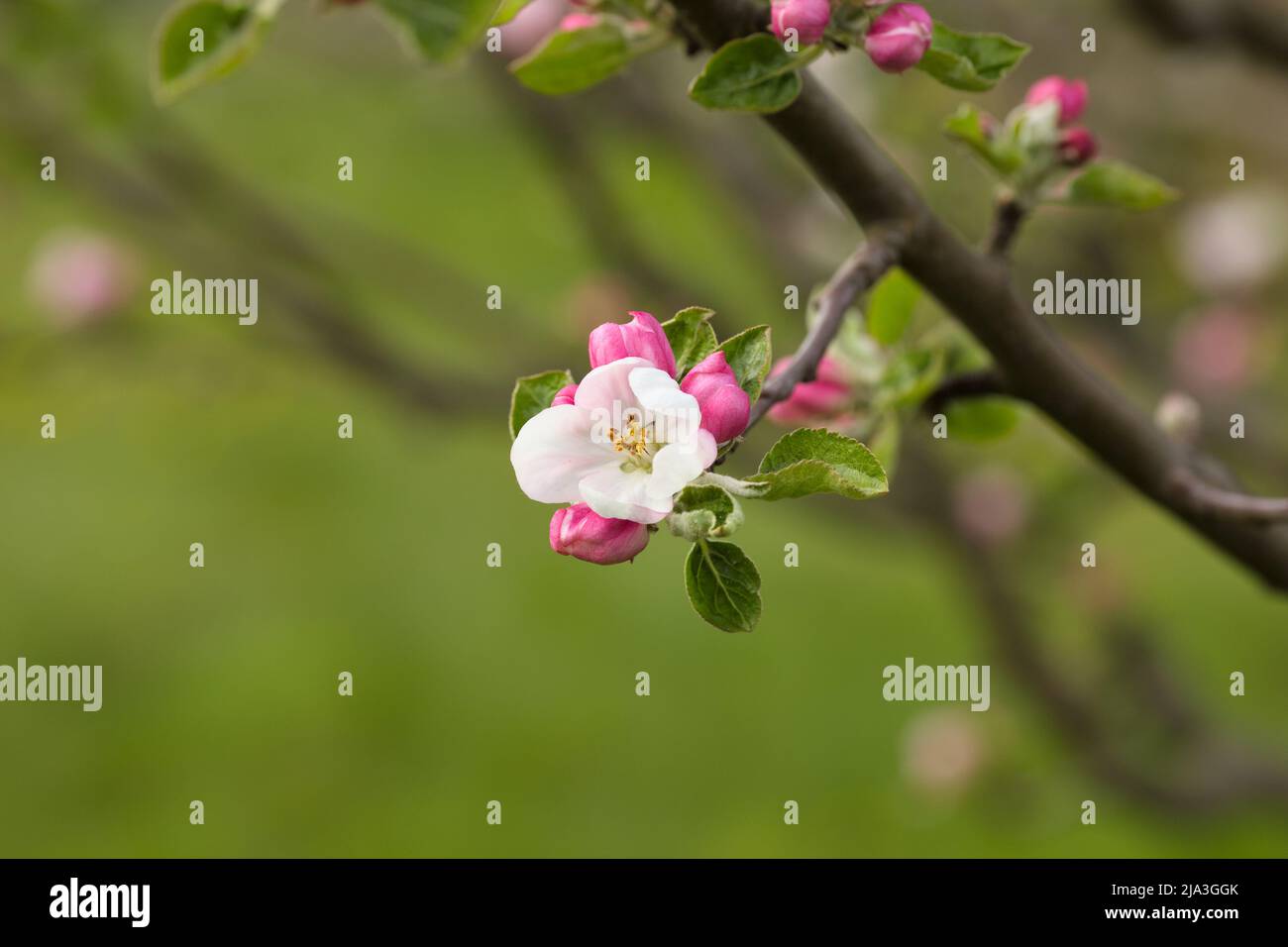 Bella mela bianca e rosa fiore in primavera luce del sole Foto Stock