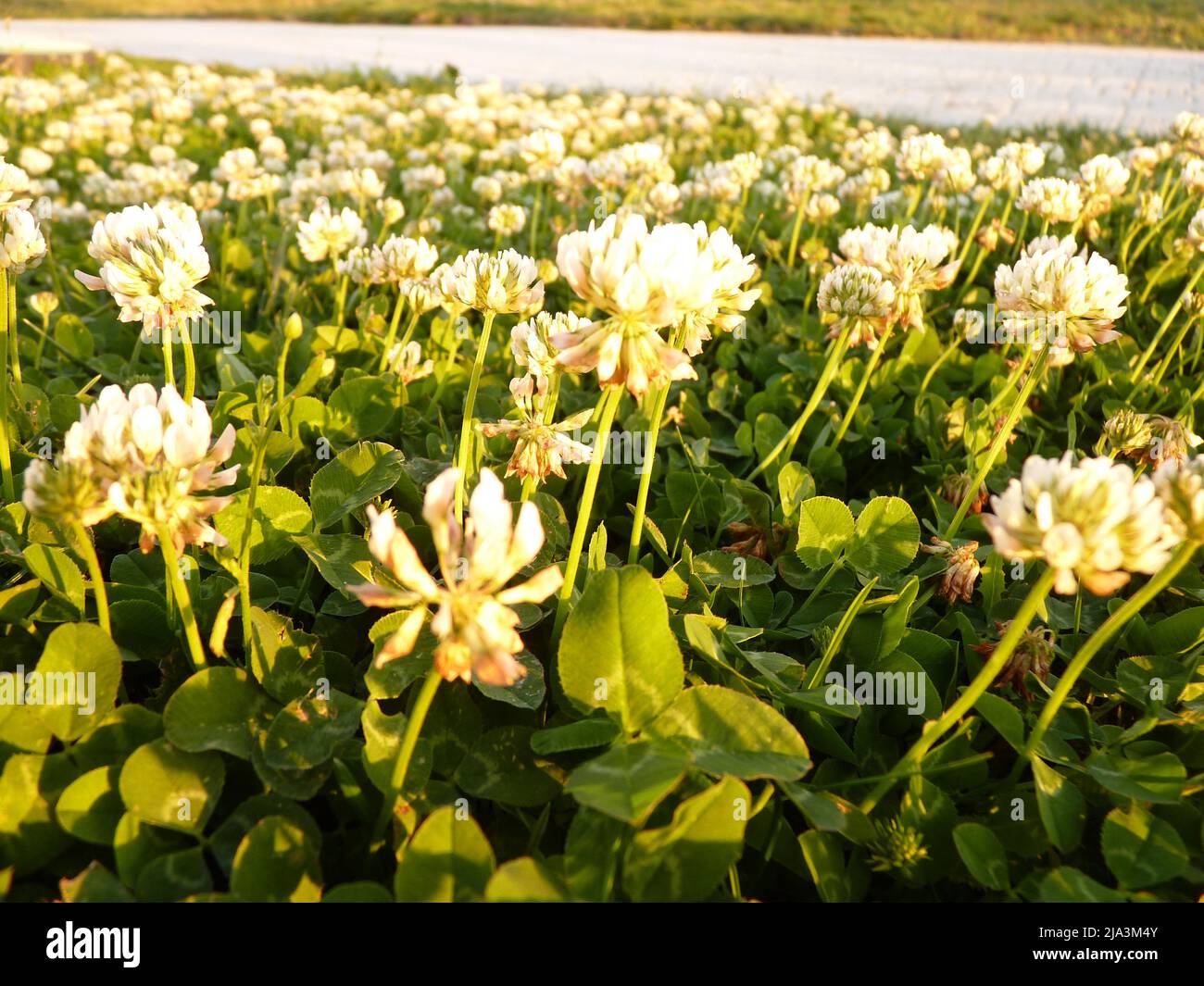 Vista ravvicinata dei fiori bianchi in fiore con foglie verdi lussureggianti in luce naturale soffusa Foto Stock