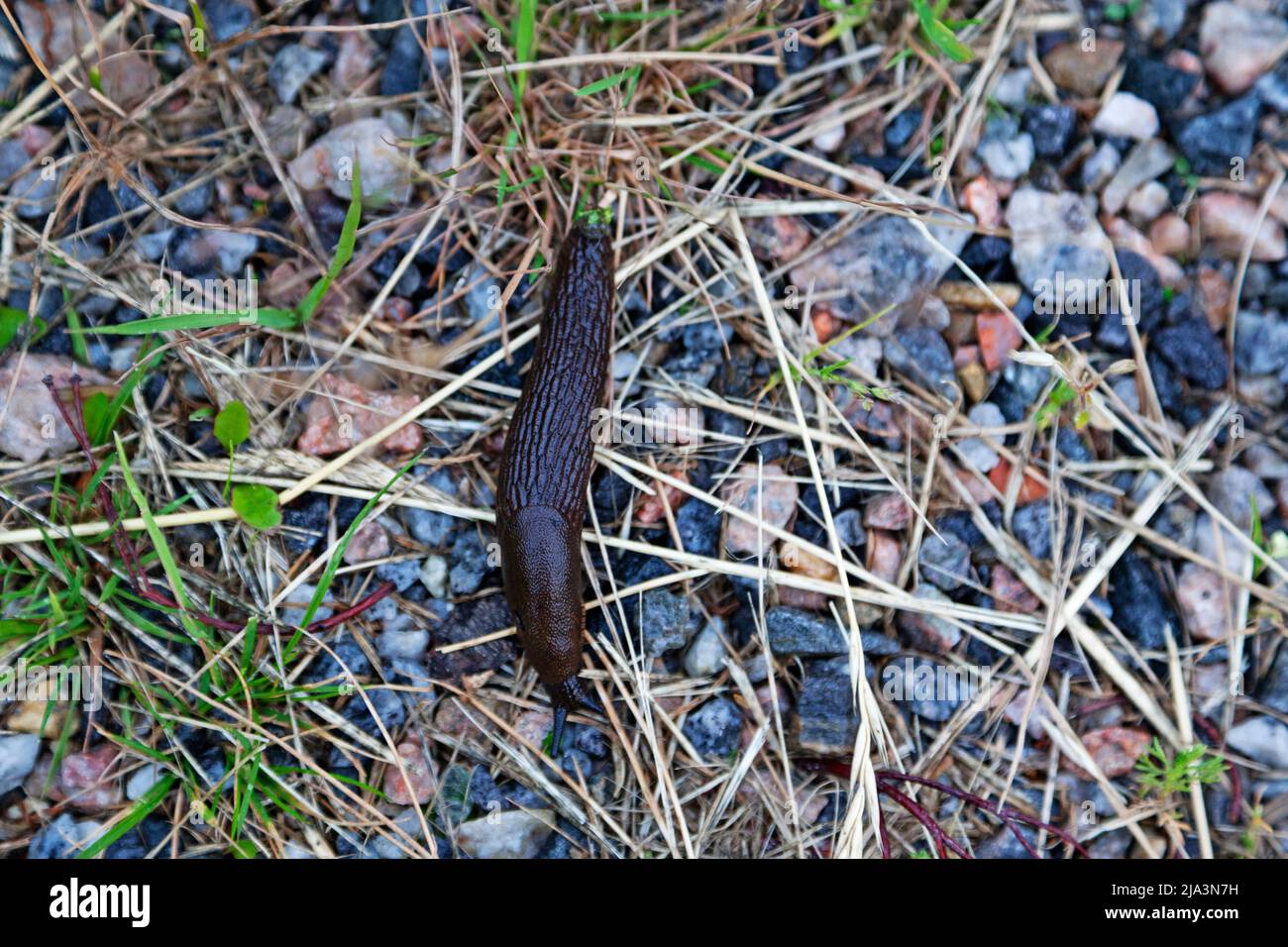 una lumaca nera molto grande senza guscio Foto Stock