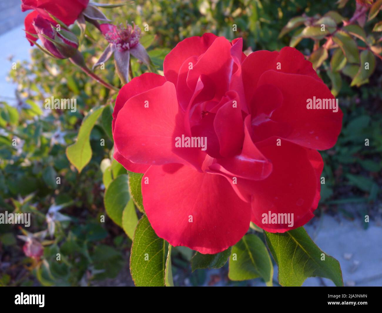 Vivace rosa rossa in pieno fiore con petali multistrato e luce naturale del sole Foto Stock