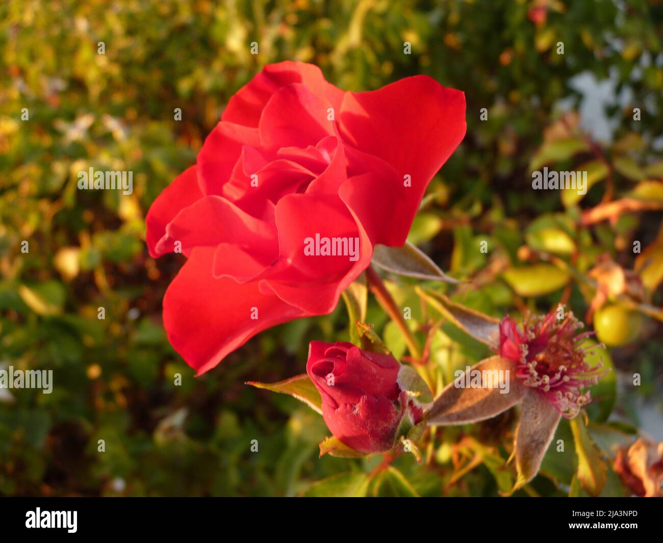 Vivace rosa rossa in pieno fiore con petali multistrato e luce naturale del sole Foto Stock