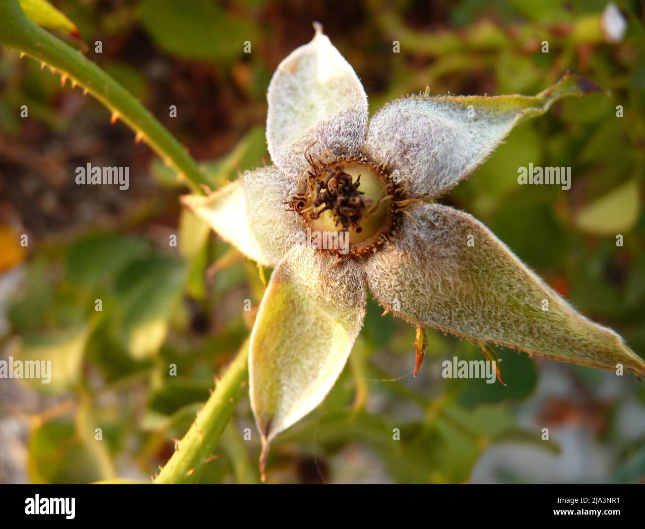 Vista ravvicinata dei fiori bianchi in fiore con foglie verdi lussureggianti in luce naturale soffusa Foto Stock