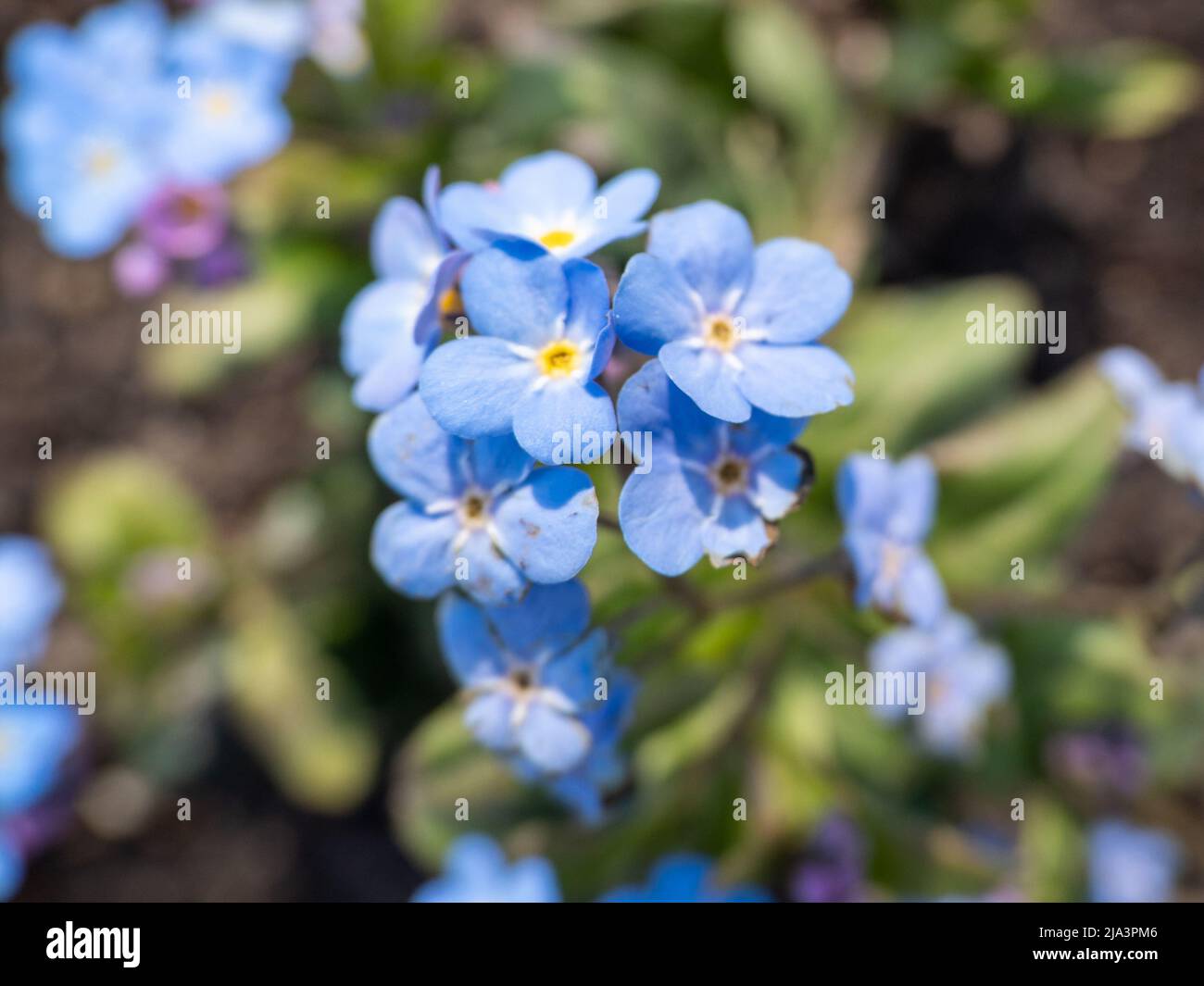 Myosotis alpestris o Alpine Forget Me Not Fiori Fiori. Foto Stock