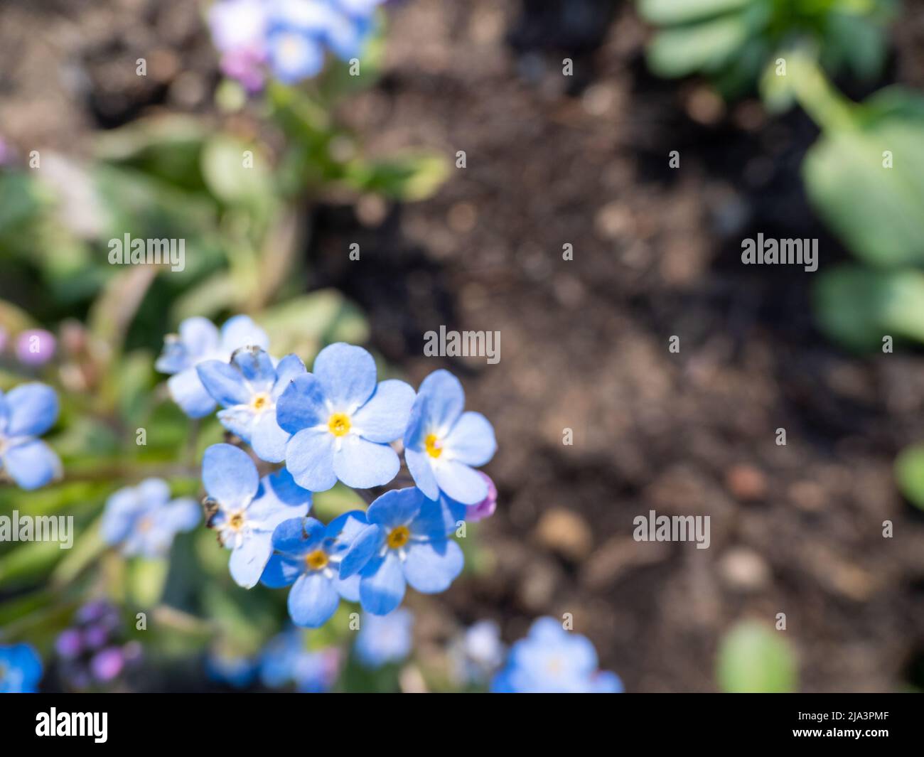 Myosotis alpestris o Alpine Forget Me Not Fiori Fiori. Foto Stock