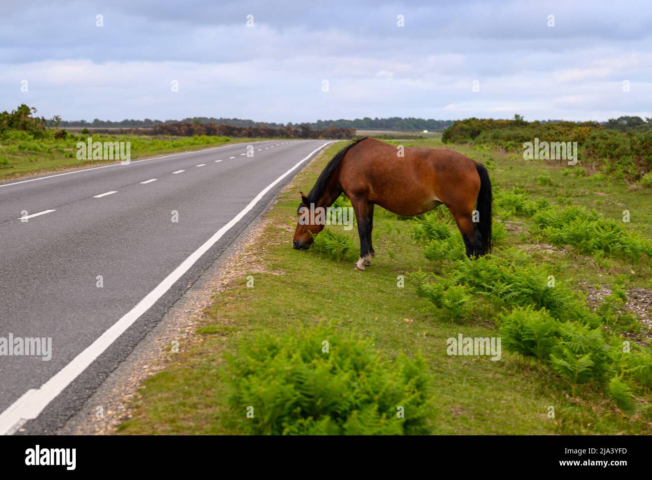 New Forest pony pascolo vicino a una strada al crepuscolo, Hampshire, Regno Unito Foto Stock