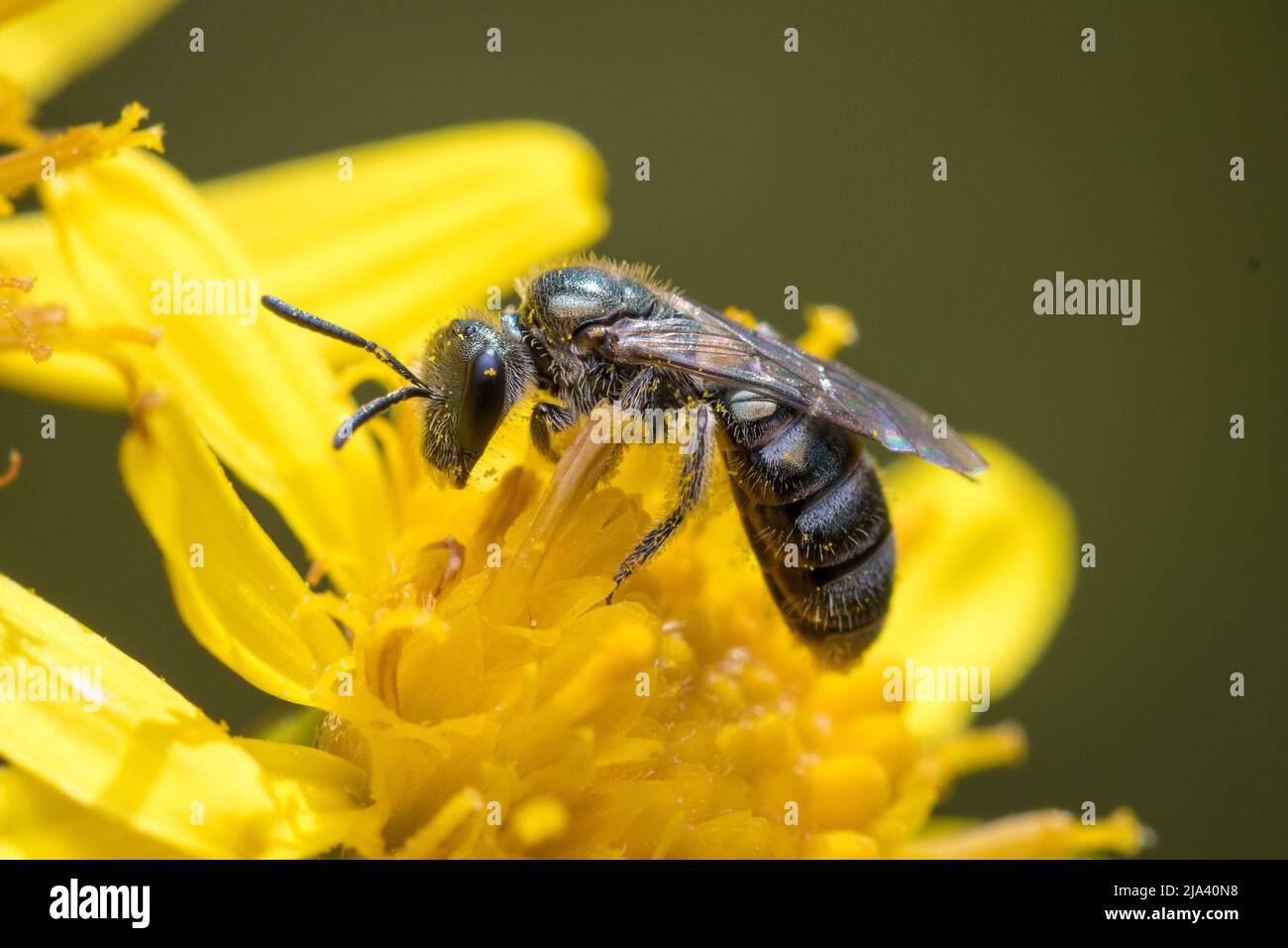 Primo piano di una piccola ape del solco di bronzo (Halictus sp) che poggia su un fiore. Preso a Nose's Point vicino a Seaham, County Durham, Regno Unito Foto Stock