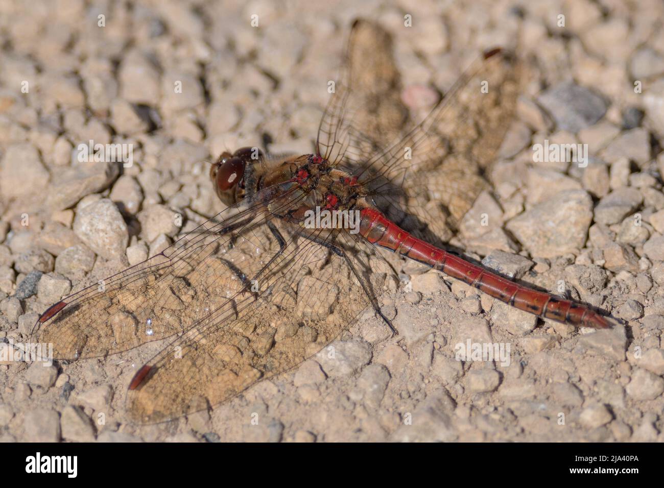 Primo piano di una comune libellula più scura (Sympetrum striolatum) che riposa per un momento su un sentiero. Preso vicino a Nose's Point, Seaham, County Durham, Regno Unito. Foto Stock