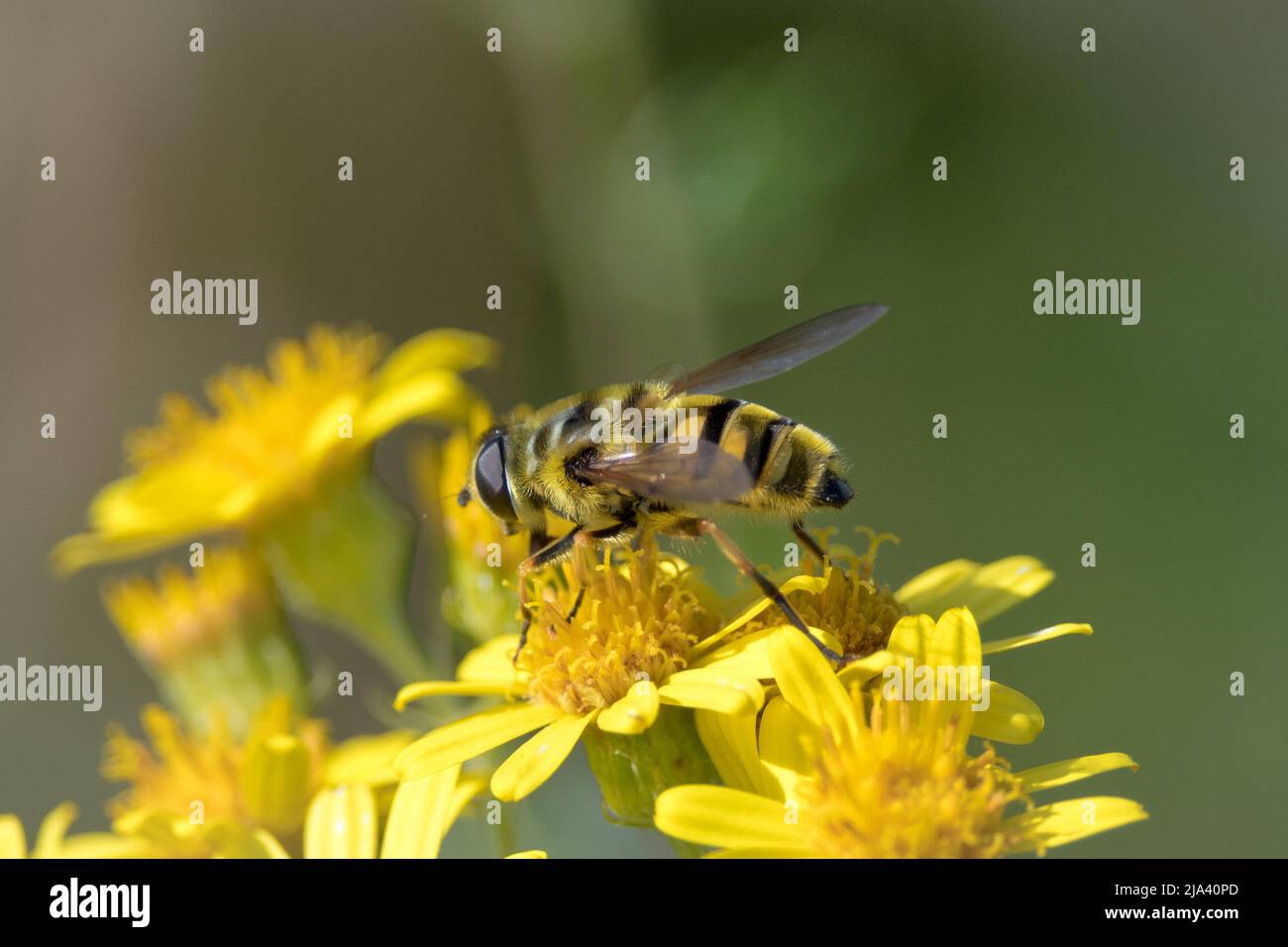 Primo piano di una mosca del hover (possibilmente la florea di Myathropa) che si alimenta sui fiori. Preso vicino a Nose's Point, Seaham, County Durham, Regno Unito Foto Stock