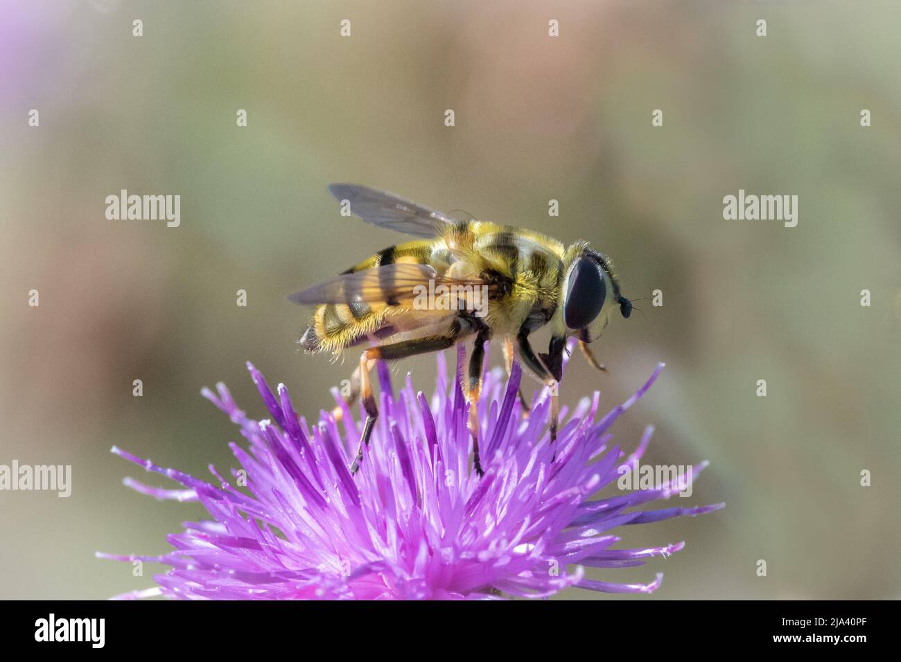 Primo piano di una mosca del hover (possibilmente la florea di Myathropa) che si alimenta sui fiori. Preso vicino a Nose's Point, Seaham, County Durham, Regno Unito Foto Stock