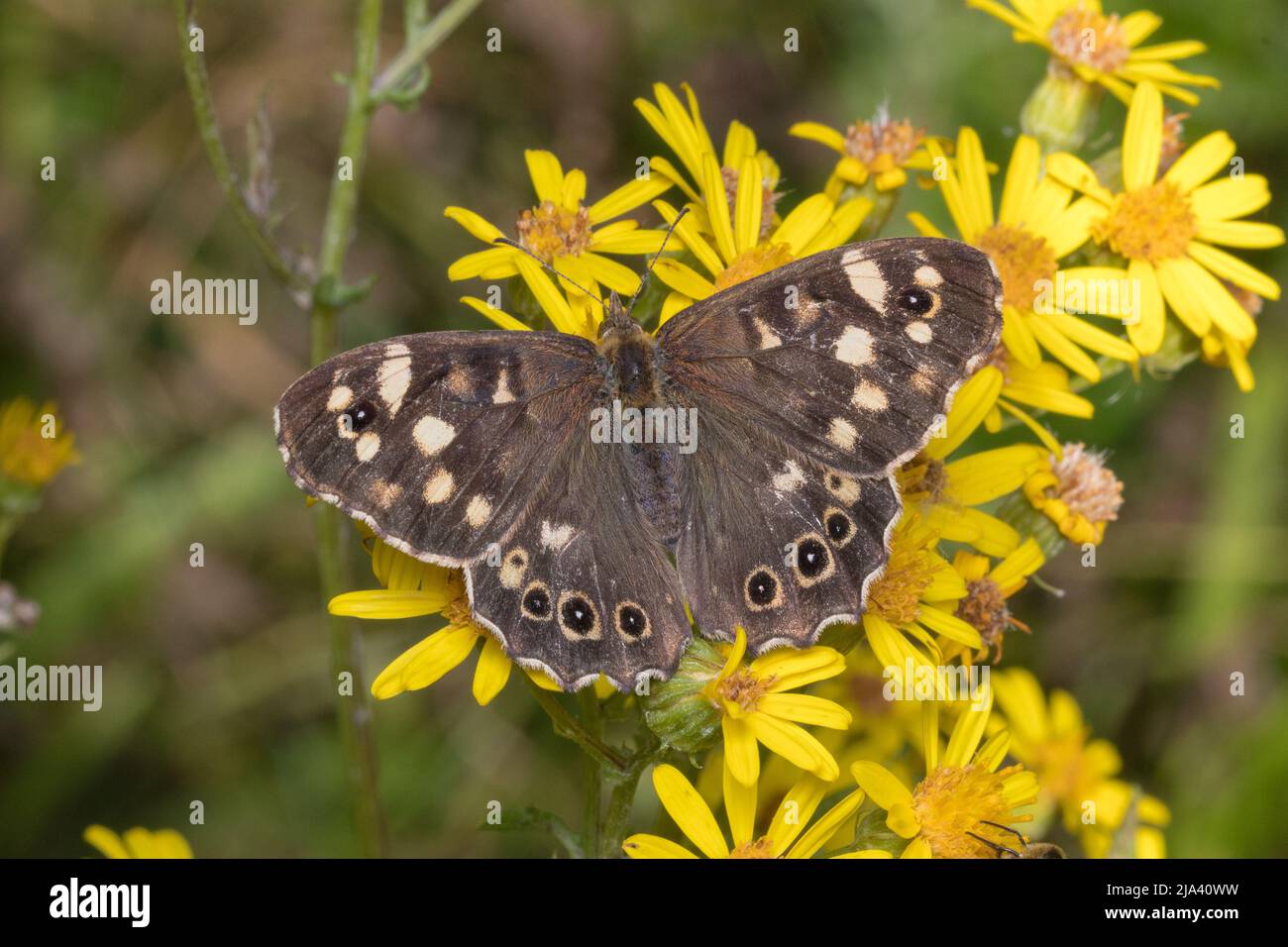 Primo piano di una farfalla di legno macchiata (Pararge aegeria) a riposo su fiori. Preso alla riserva naturale di Joe's Pond, Rainton, Tyne & Wear, Regno Unito. Foto Stock