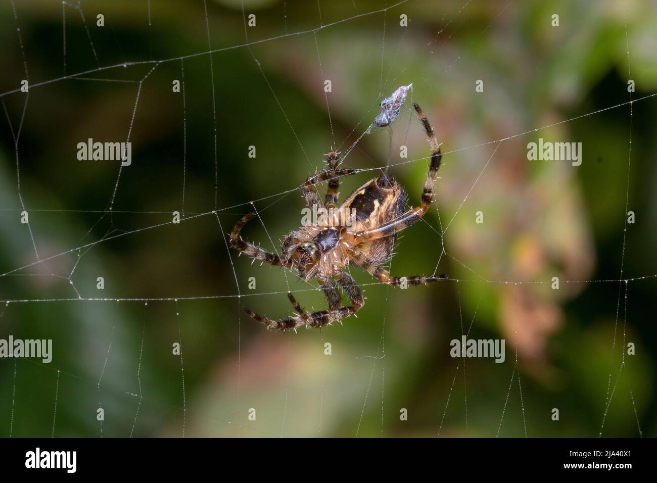 Guida meee! Un grande ragno da giardino (Araneus diadematus) aggiunge una mosca sfortunata al suo larder. Preso alla riserva naturale di Joe's Pond vicino a Rainton. Foto Stock