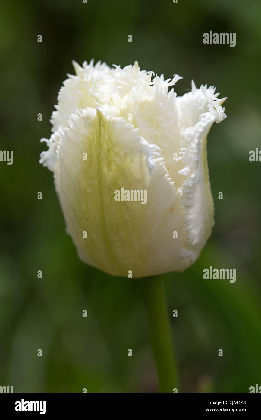 Fiori con frange bianche, i petali seghettati Tulip Honeymoon si avvicinano Foto Stock