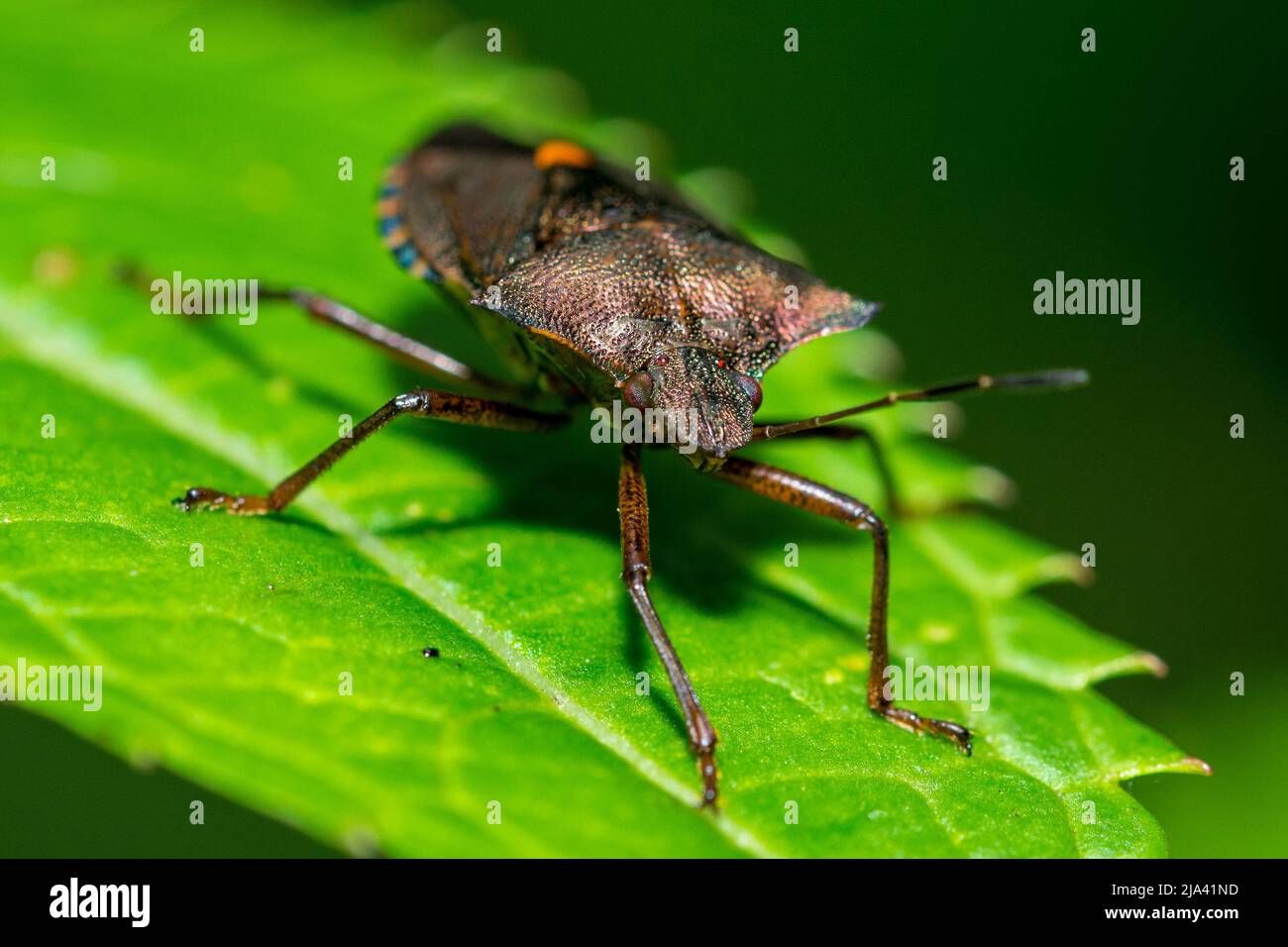 Un insetto di foresta, aka lo schermo a zampe rosse (rufipes di Pentatoma) che riposa su una foglia. Preso a Hawthorn Hive, County Durham, Regno Unito Foto Stock