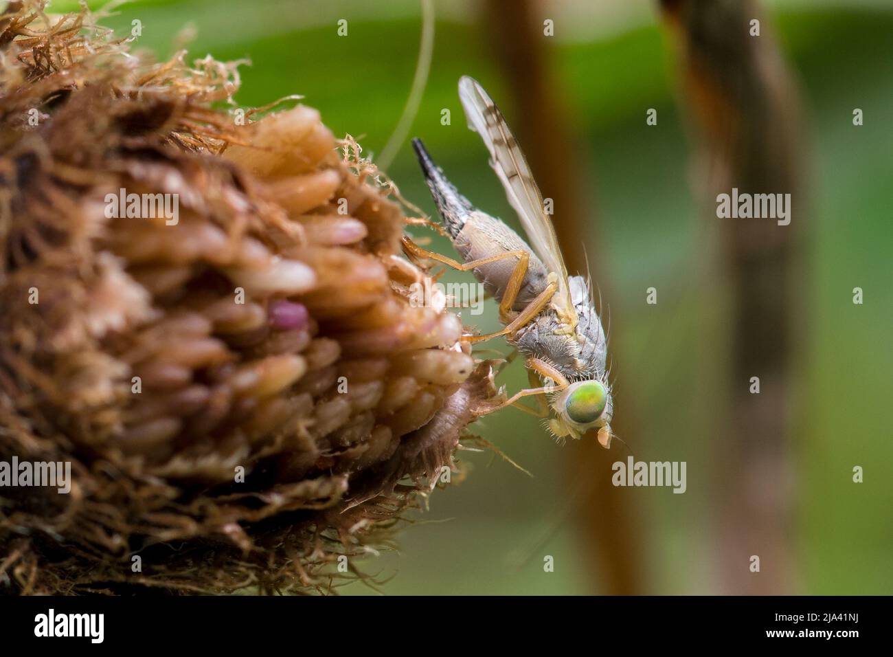Una foto ala volare (Acanthiophilus helianthi) che poggia su una testa di seme. Preso a Nose's Point, Seaham, County Durham, Regno Unito Foto Stock