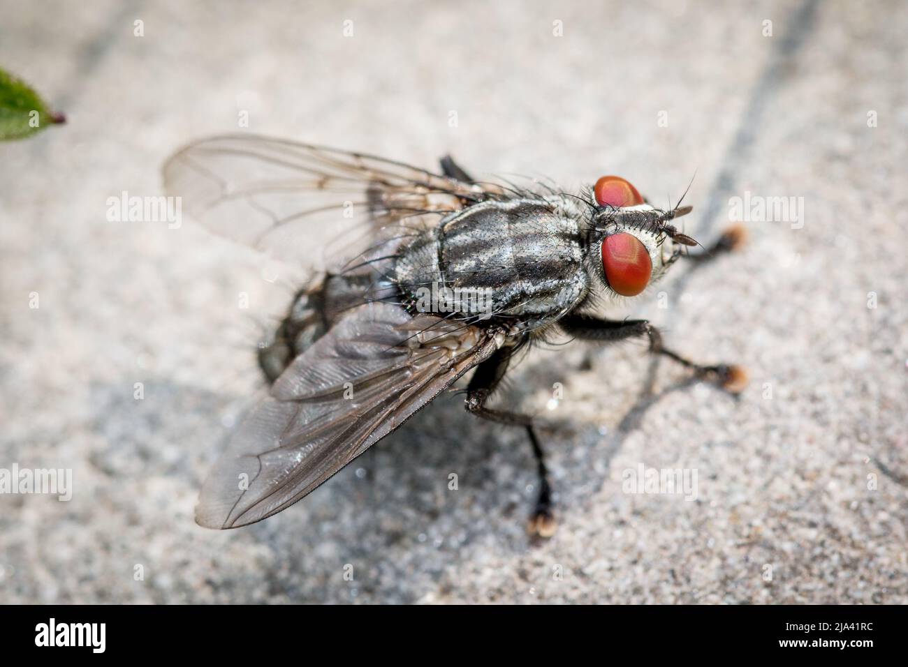 Una mosca (famiglia Sarcophagidae) che si crogiolava su una pietra solare. Preso a Hawthorn Hive, County Durham, Regno Unito. Foto Stock