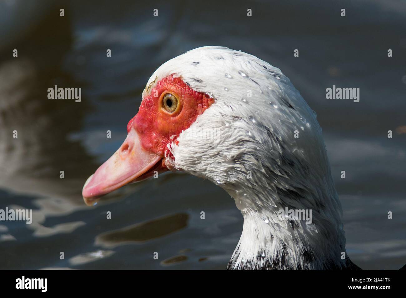 Un'anatra moscovica (Cairina moschata) vicino a Penshaw, Tyne & Wear, Regno Unito Foto Stock