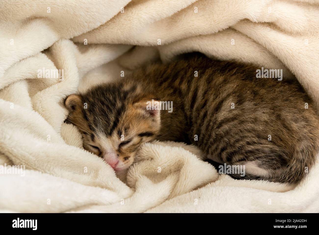 Primo piano di gattino dormiente, relax e tempo accogliente nella morbida coperta Foto Stock