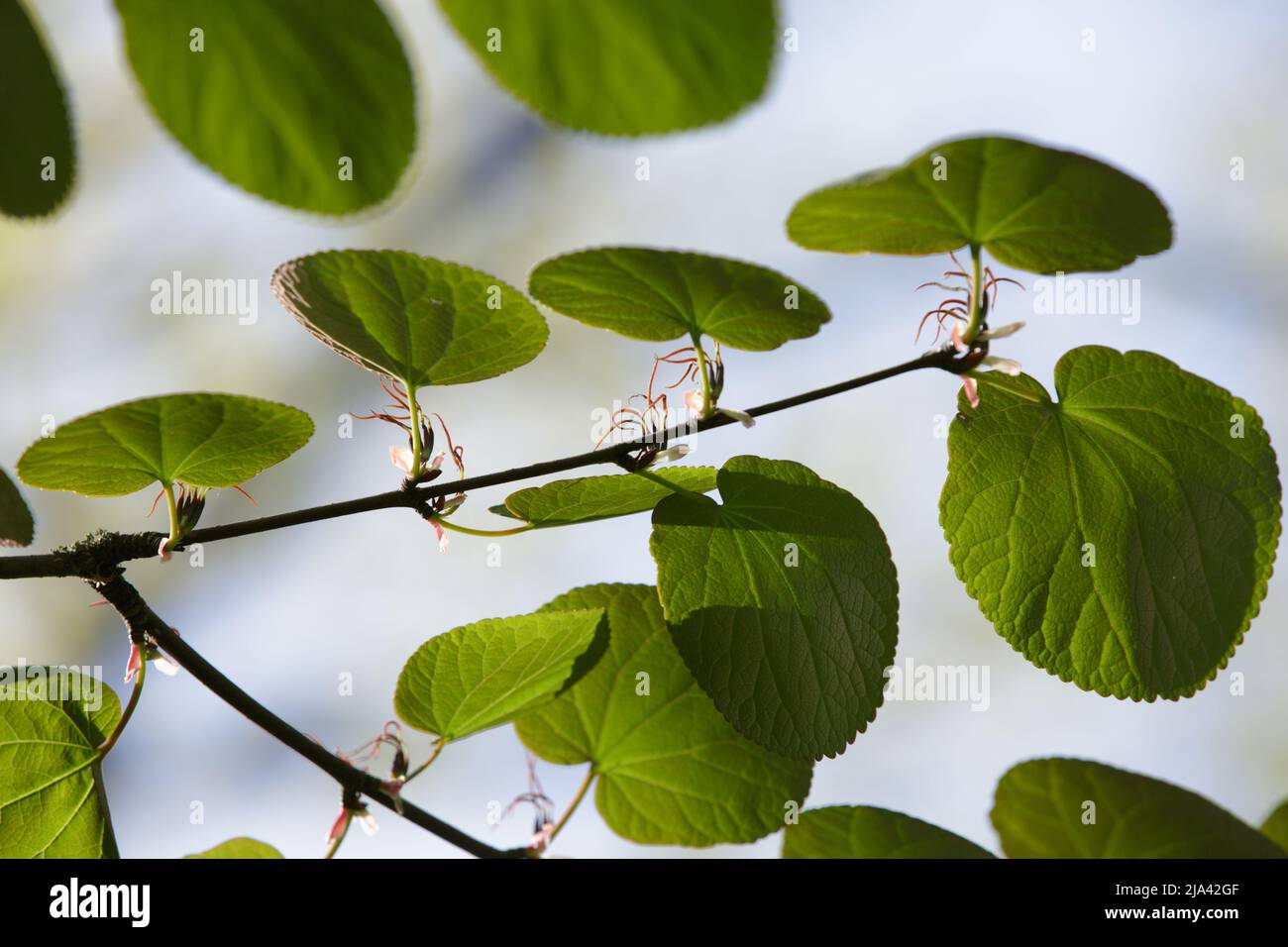 Cercidifyllum magnificum, il katsura a foglia grande o il magnifico albero di katsura. Prima foglie verdi su un ramo in primavera Foto Stock