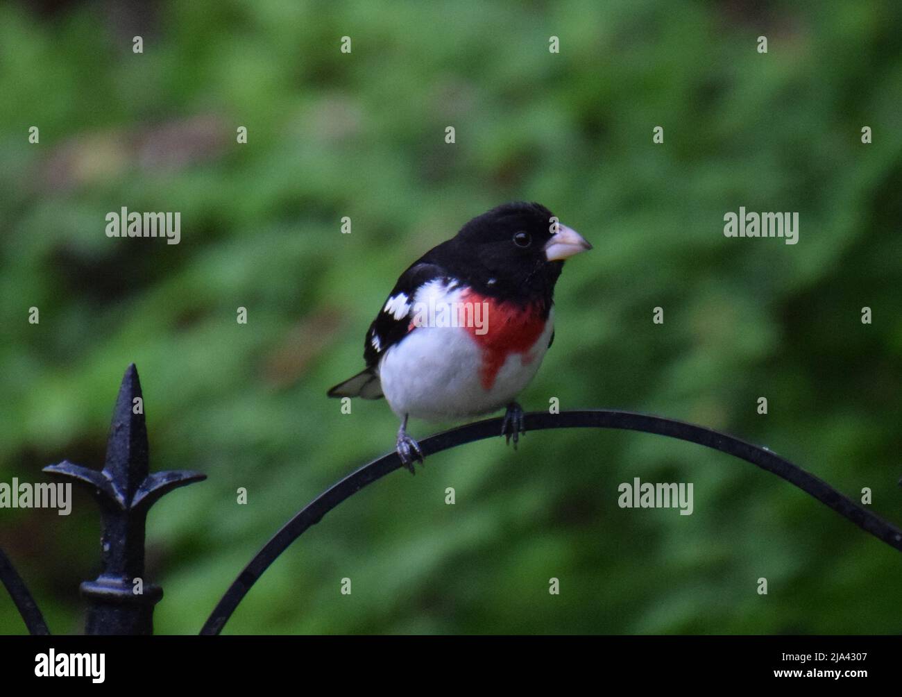 Grosseak al mattino Foto Stock