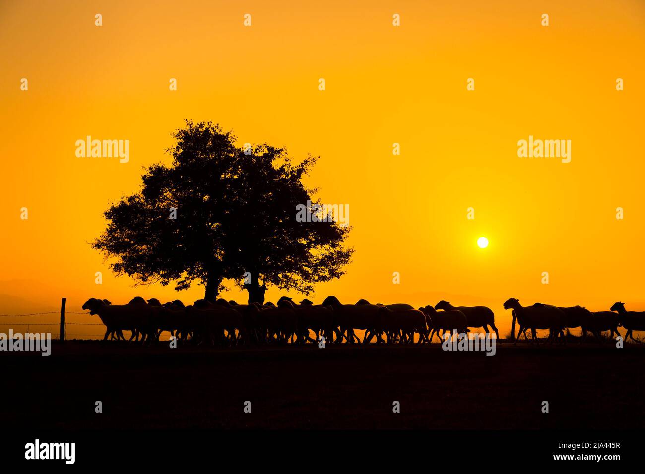Pastore e pecora al tramonto, foto scattata con la luce posteriore. Foto Stock