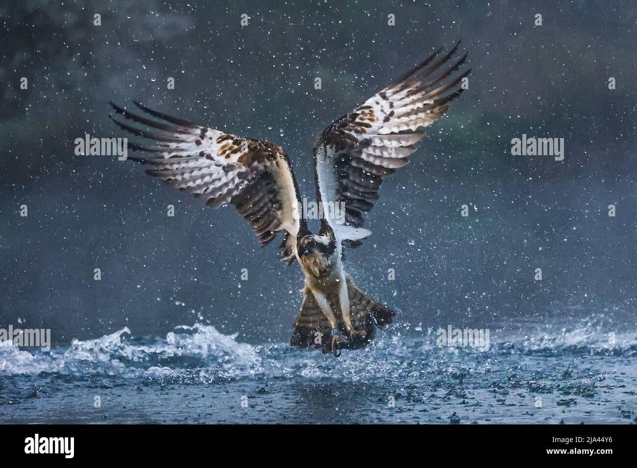 Il falco sul fiume Gwash. OAKHAM, Regno Unito: MAESTOSE fotografie hanno catturato questi incredibili uccelli dello Yorkshire che si innalzano dall'acqua come mitico bei Foto Stock