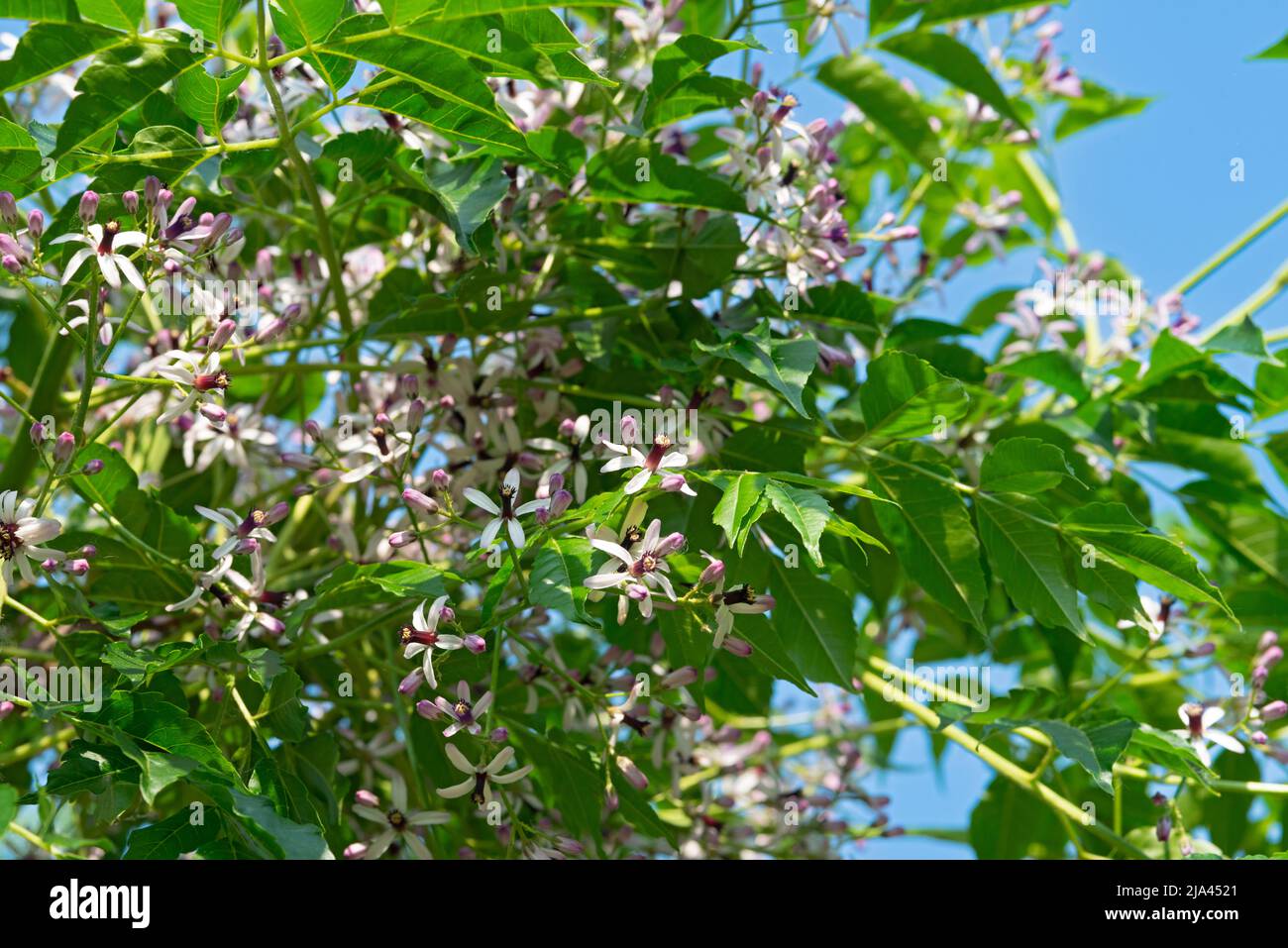 Italia, Lombardia, albero di Chinaberry Bloom, Melia Azedarach Foto Stock