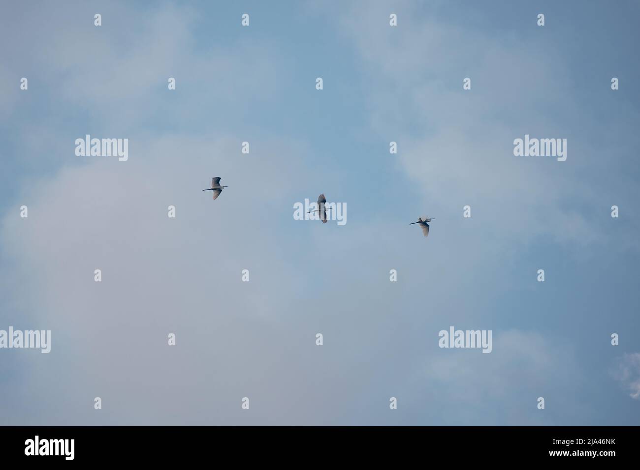 Gruppo di aironi che volano nel cielo blu. Foto di alta qualità Foto Stock