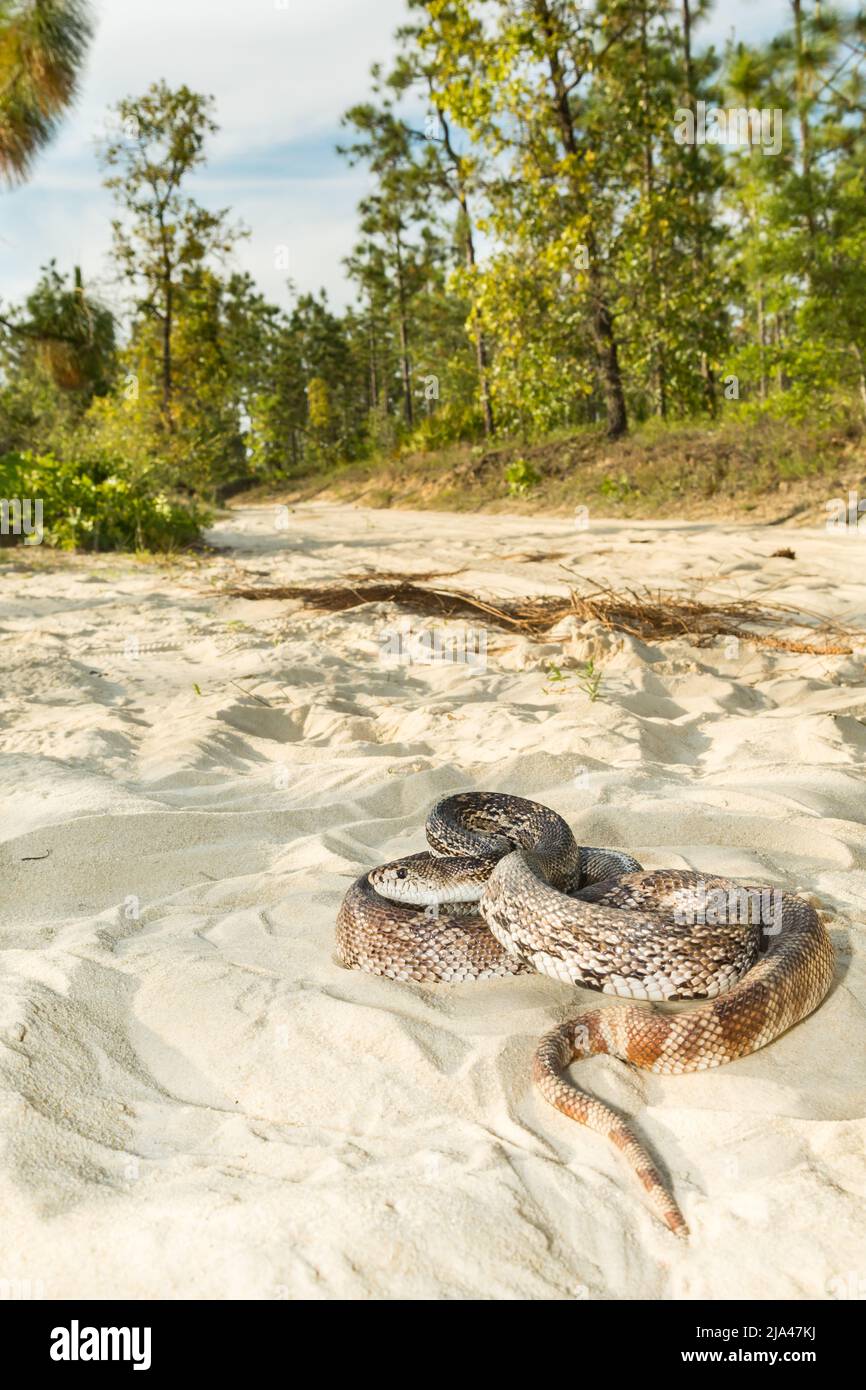 Serpente di pino della Florida - Pituophis melanoleucus mugitus Foto Stock
