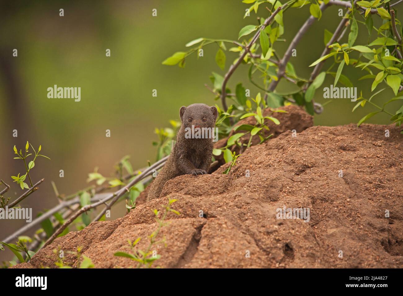 La Mongoose nana (Helogale parvula) non è solo il più piccolo membro della famiglia delle mongoose, ma è il carnivore di piccole dimensioni in tutta l'Africa, Foto Stock