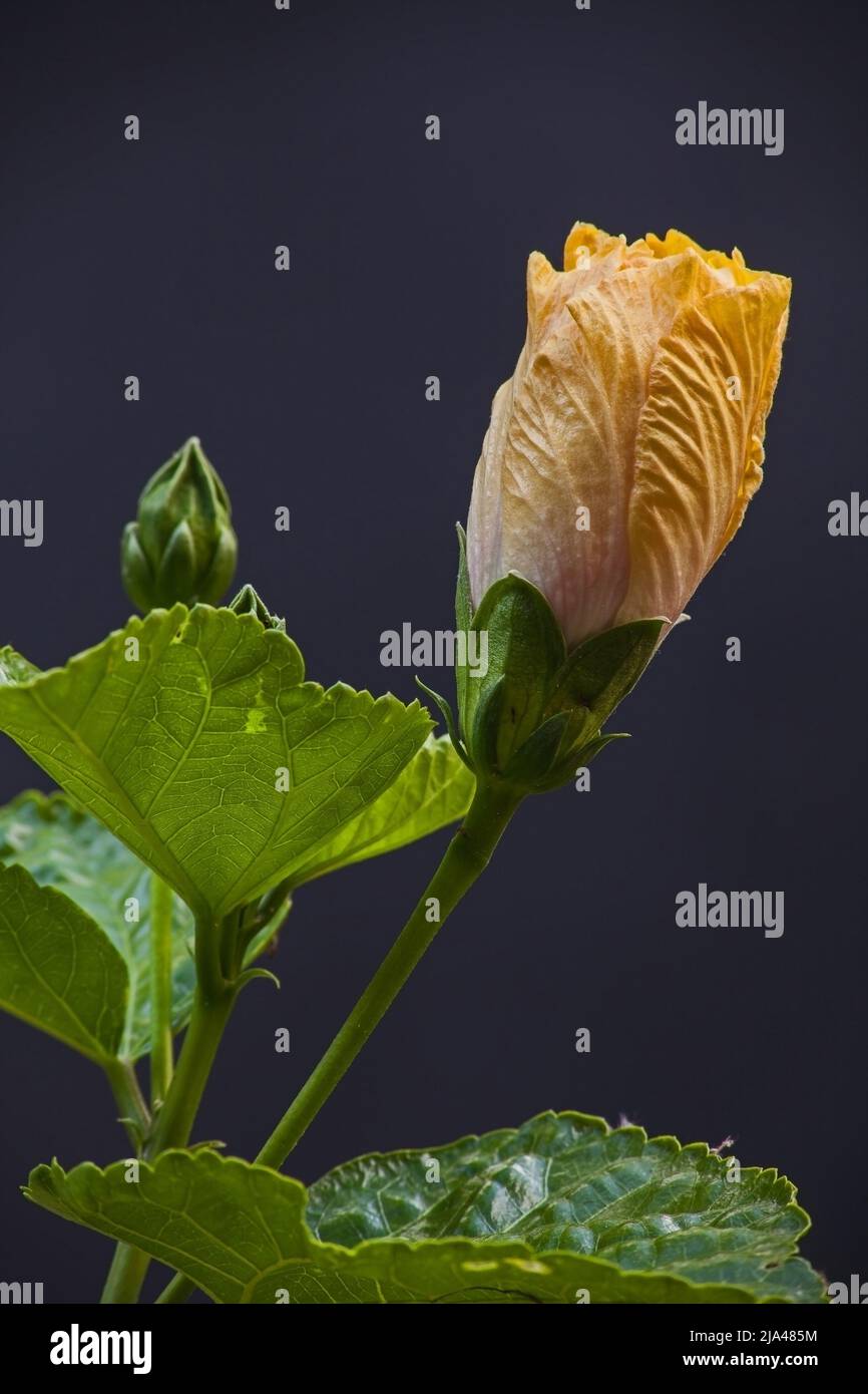 Un germoglio di un fiore giallo Hibiscus presto aperto con foglie verdi isolate su sfondo scuro. Foto Stock