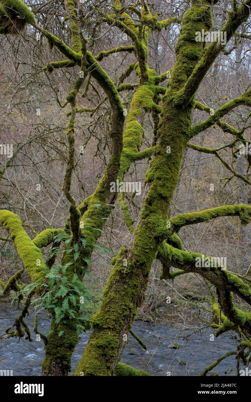 Albero coperto di muschio sul bordo di un fiume in Alvernia Foto Stock