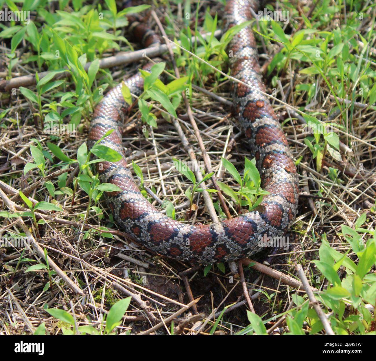 Un dettaglio del modello su un serpente selvaggio orientale del latte Foto Stock