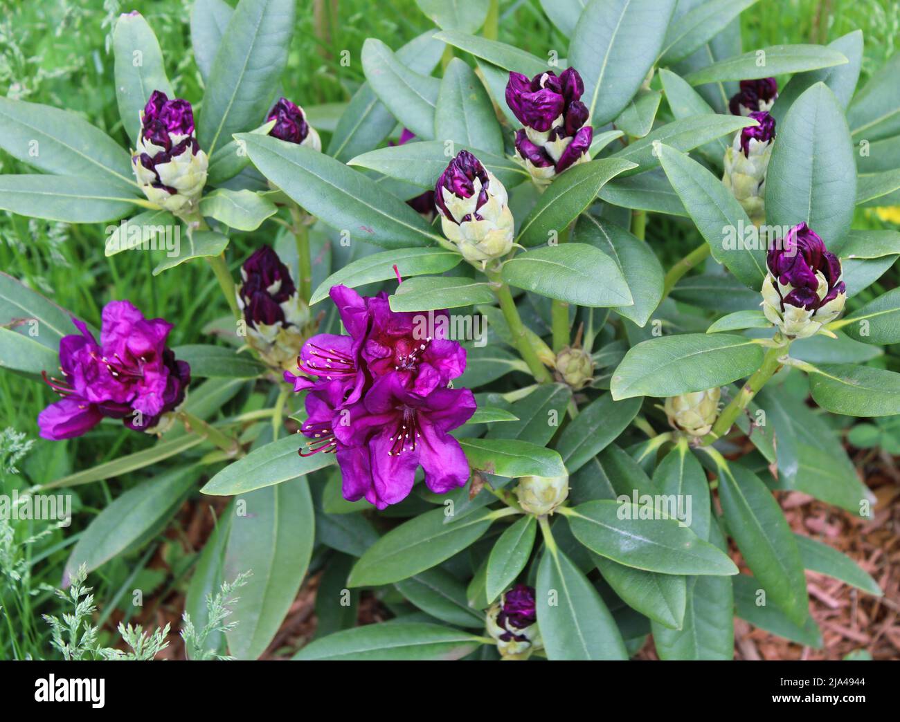 Germogli parzialmente in fiore su Purple Rhodendron Bush Foto Stock