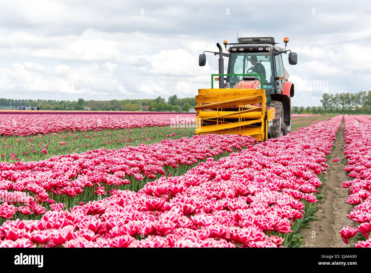 Trattore che raccoglie tulipani sul campo. Questi tulipani sono cresciuti per i bulbi, ecco perché i fiori sono rimossi e la lampadina può continuare a crescere Foto Stock